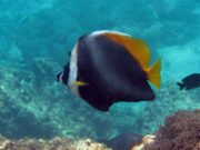 Singular Bannerfish