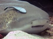 Leopard Shark @ Hin Bida