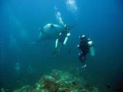 Diving @ Hin Muang from Koh Lanta with Dive & Relax