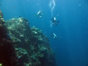 Diving @ Hin Muang from Koh Lanta with Dive & Relax