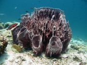 Koh Haa Diving