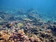 Koh Haa Diving