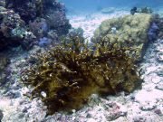 Branching Fire Coral (Millepora tenella)