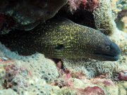 Yellow-edged Moray (Gymnothorax flavimarginatus)