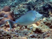 Bluespine Unicornfish (Naso unicornis)