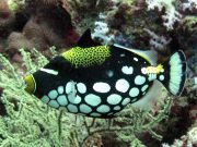 Clown Triggerfish (Balistoides conspicillum)