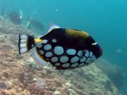 Clown Triggerfish (Balistoides conspicillum)