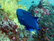 Red Tooth Triggerfish (Odonus niger)