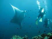 Giant Oceanic Manta Ray (Manta birostris)