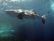 Whale Shark (Rhincodon typus)