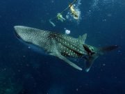 Whale Shark (Rhincodon typus)