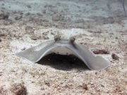 Bluespotted (Kuhl's) Stingray (Neotrygon Kuhlii)