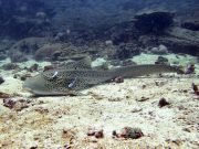 Leopard (Zebra) Shark (Stegostoma fasciatum)