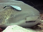 Leopard (Zebra) Shark (Stegostoma fasciatum)