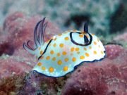 Ringed Chromodoris (Chromodoris annulata)