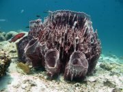 Giant Barrel Sponge (Xestospongia muta)